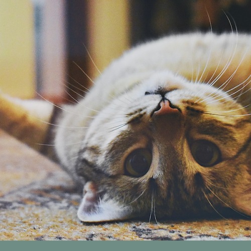a cute kitty on its back